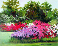 Azaleas in Bloom