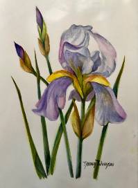 Bearded Iris