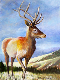 Elk in Yellowstone