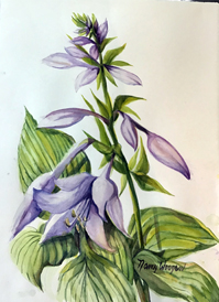 Hosta Flower