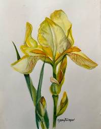 Yellow Iris