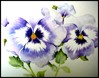 Pansies