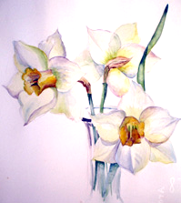 Daffodils