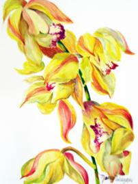 Cymbidium Orchard