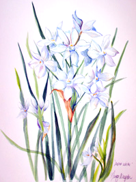 Paper Whites