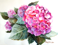 Hydrangea