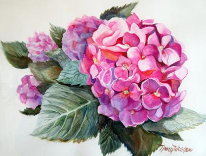 Hydrangea_L