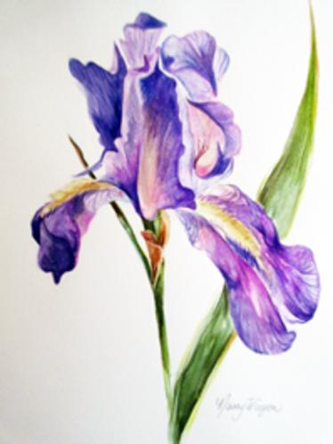 Iris