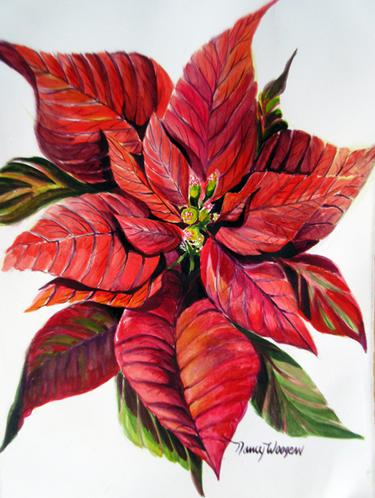 Poinsettia