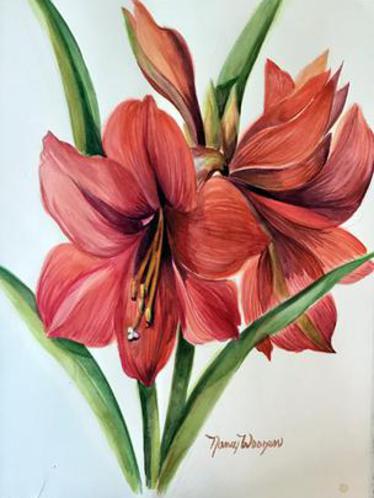 Red Amaryllis