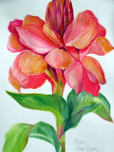 Red Canna_L