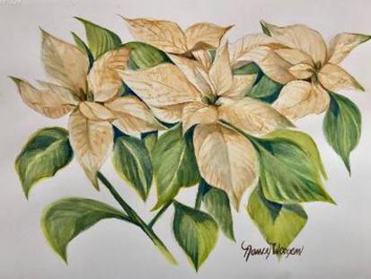 White Poinsettias