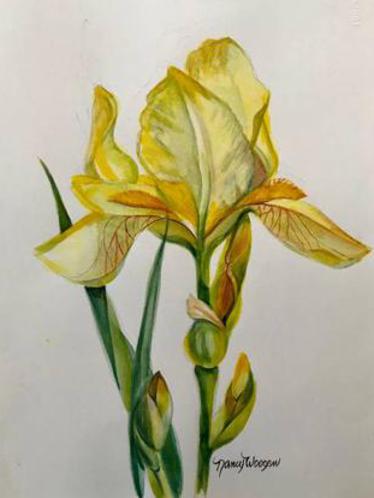 Yellow Iris